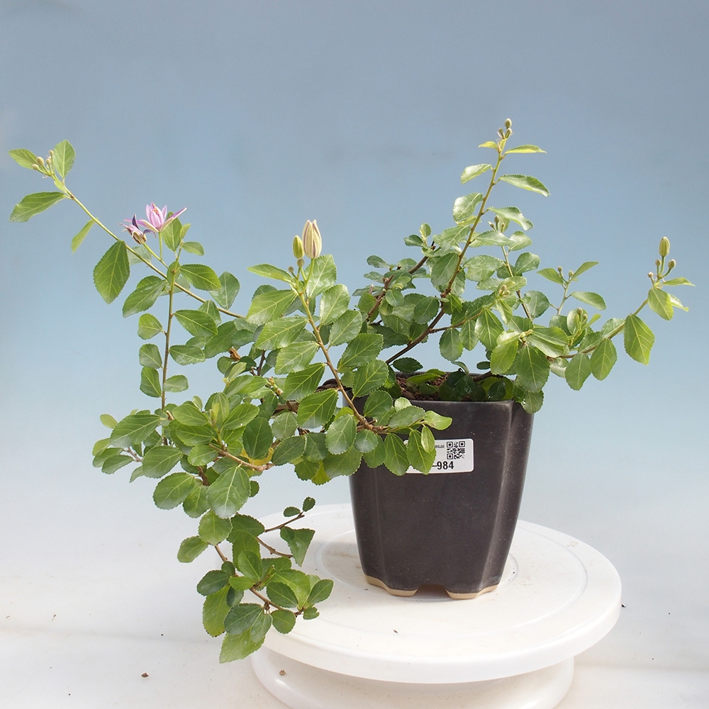 Kryty bonsai - Grewia occidentalis - Lawendowa gwiazda
