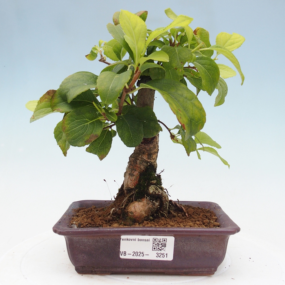 Bonsai na zewnątrz - Celastrus Jesenec