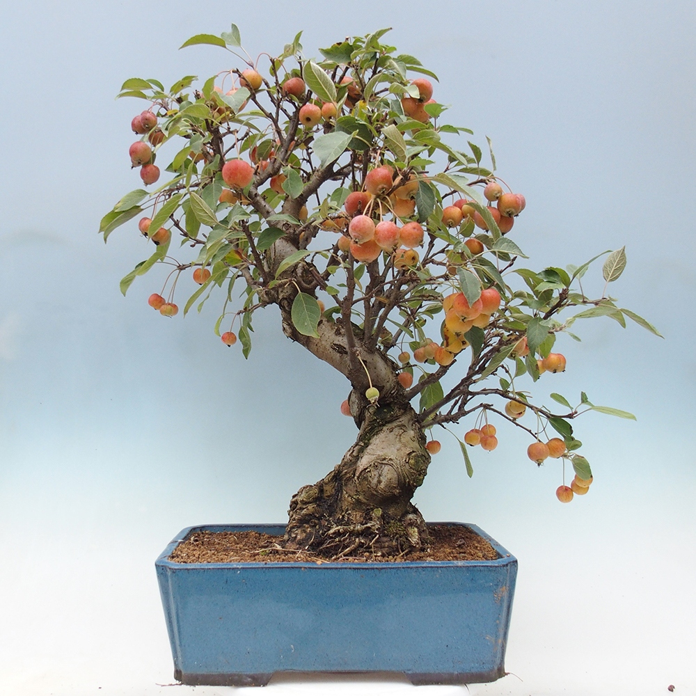 Bonsai plenerowe - Malus Halliana - Jabłoń drobnoowocowa