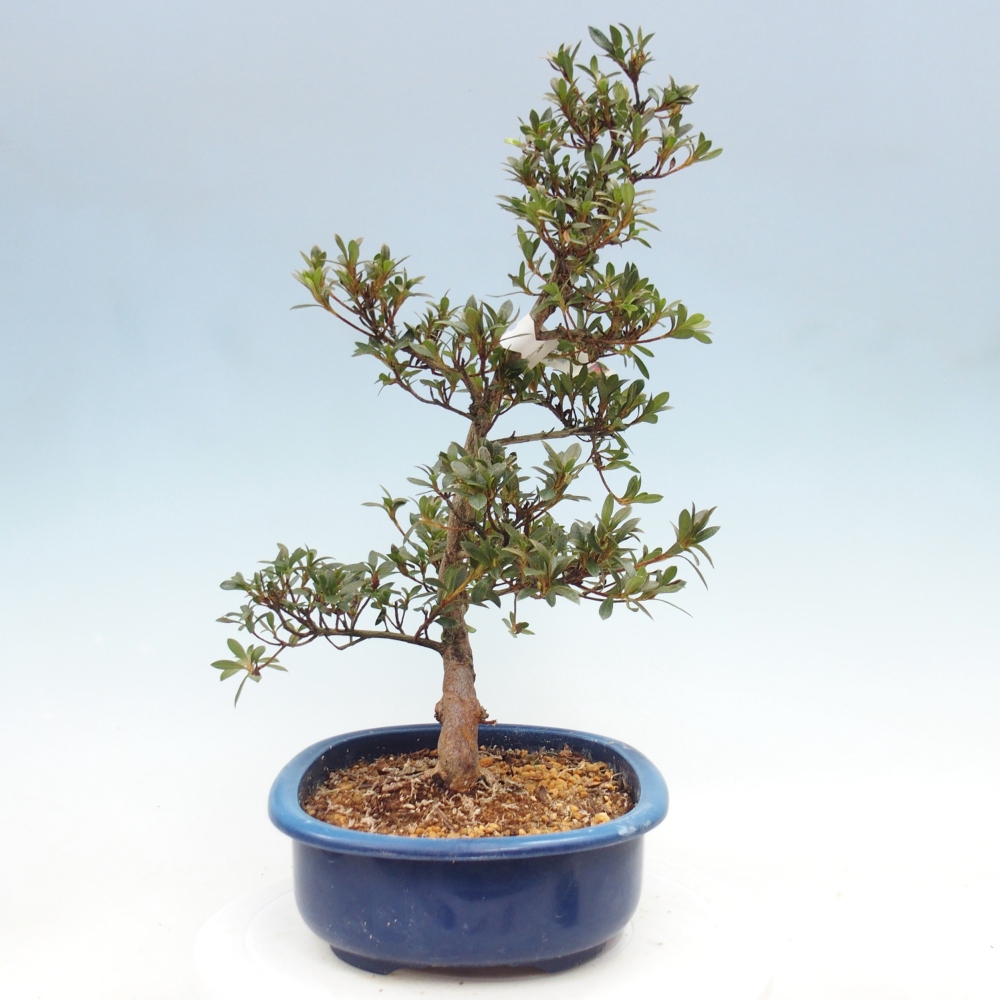 Bonsai zewnętrzne - Azalia japońska - Azalia Beniko