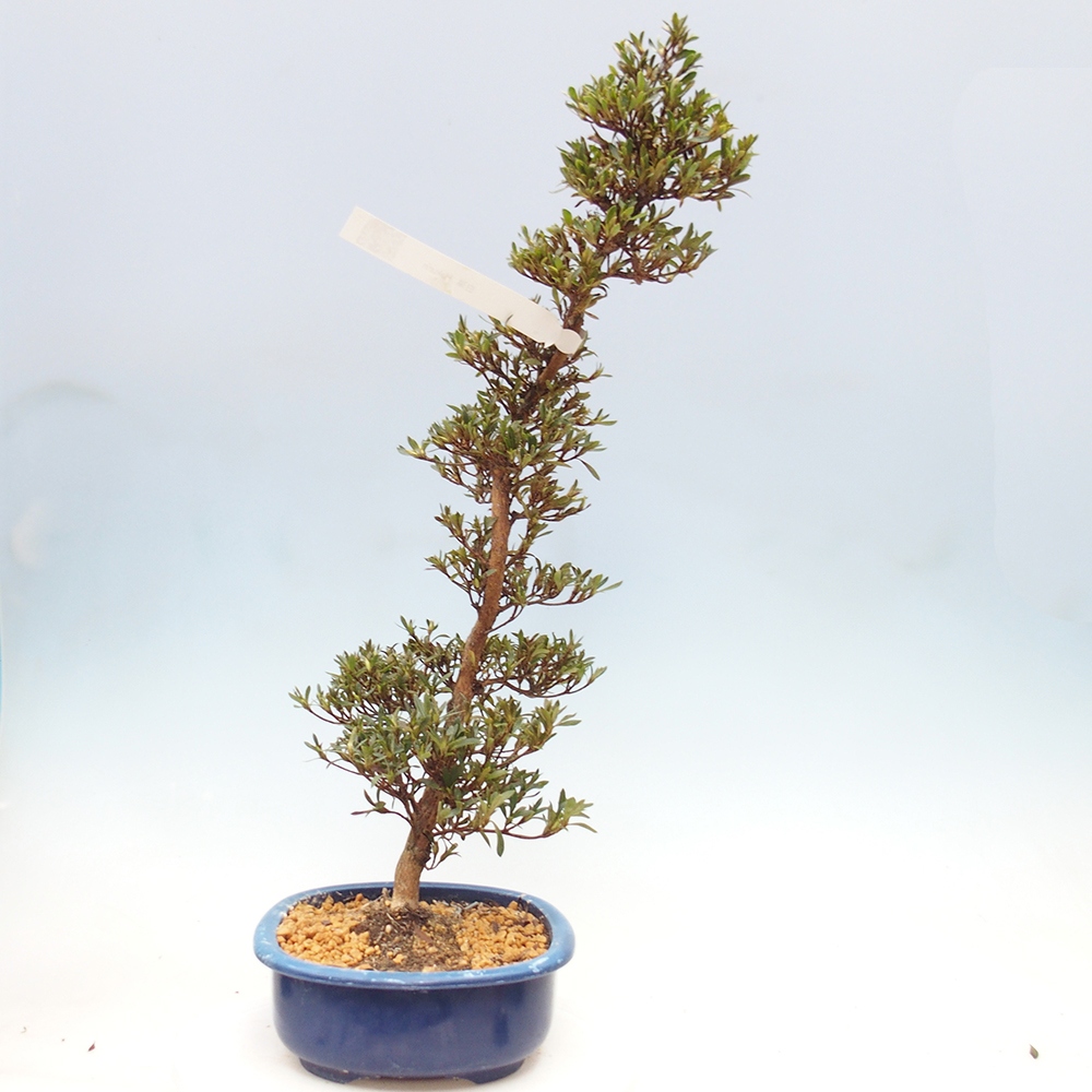 Bonsai zewnętrzne - Azalia japońska - Azalia Hakurin