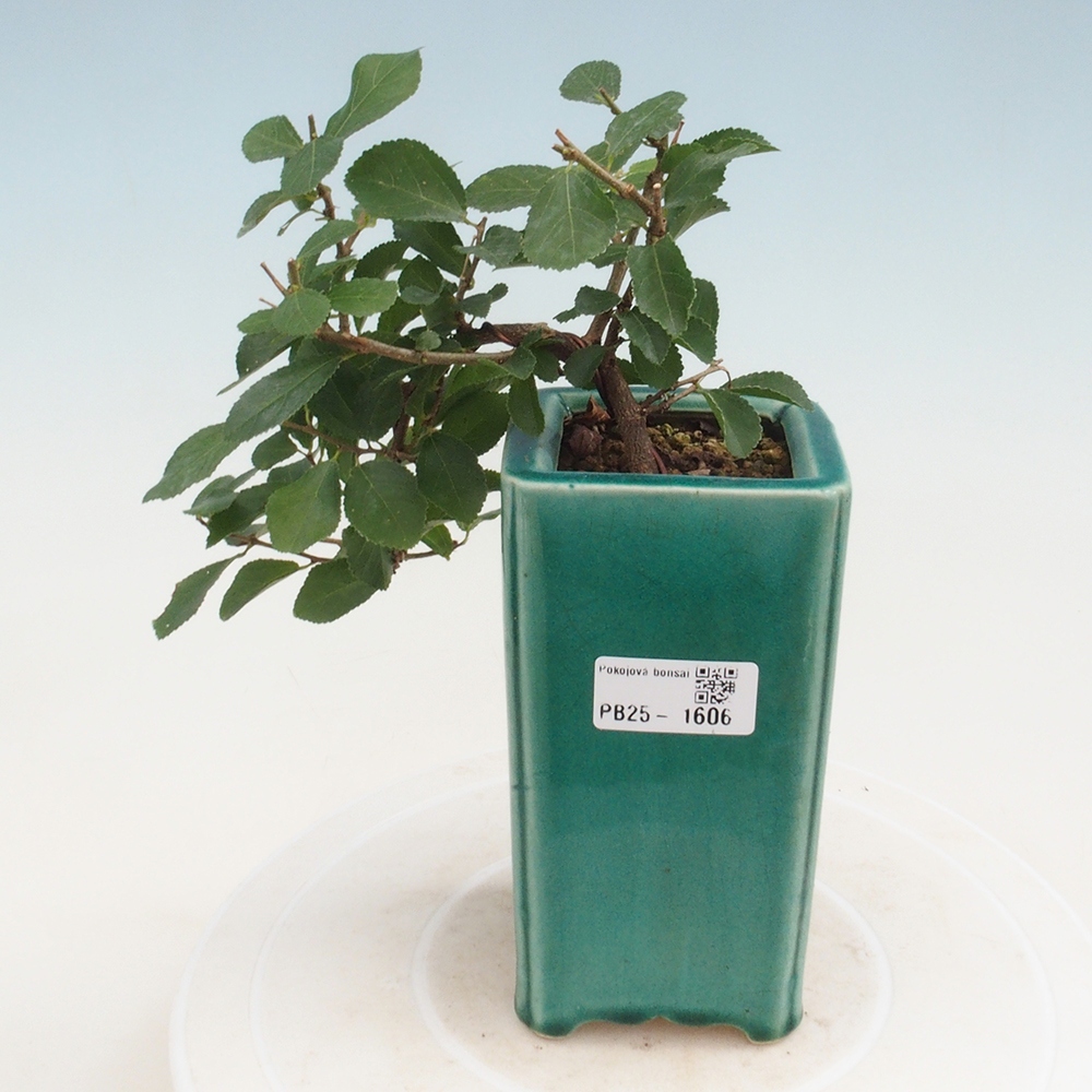 Kryty bonsai - Grewia occidentalis - Lawendowa gwiazda