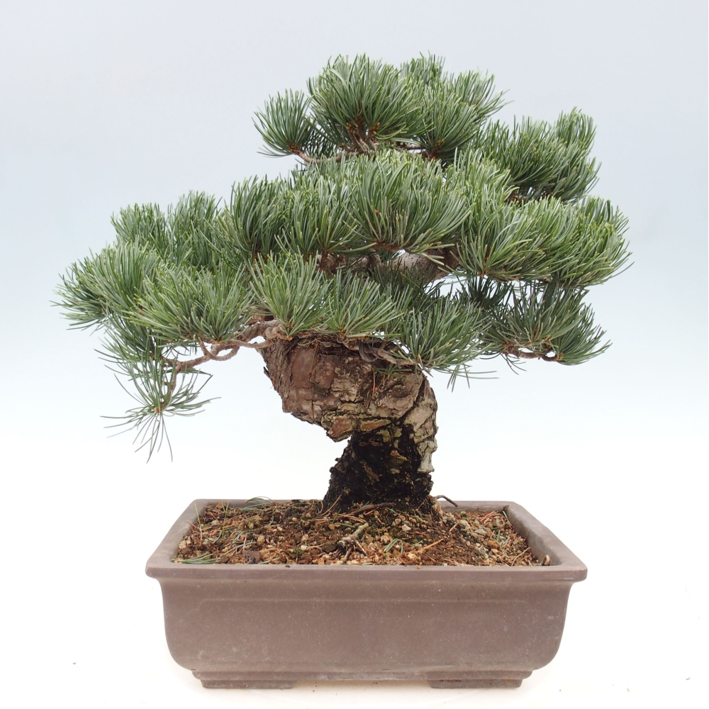 Outdoor bonsai - Pinus parviflora - Mała sosna