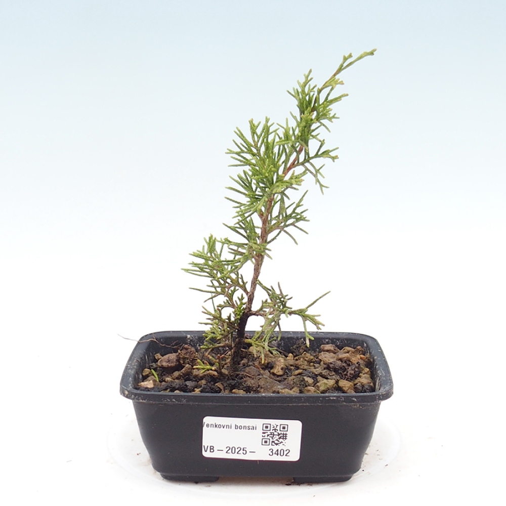 Outdoor bonsai - Juniperus chinensis Itoigawa