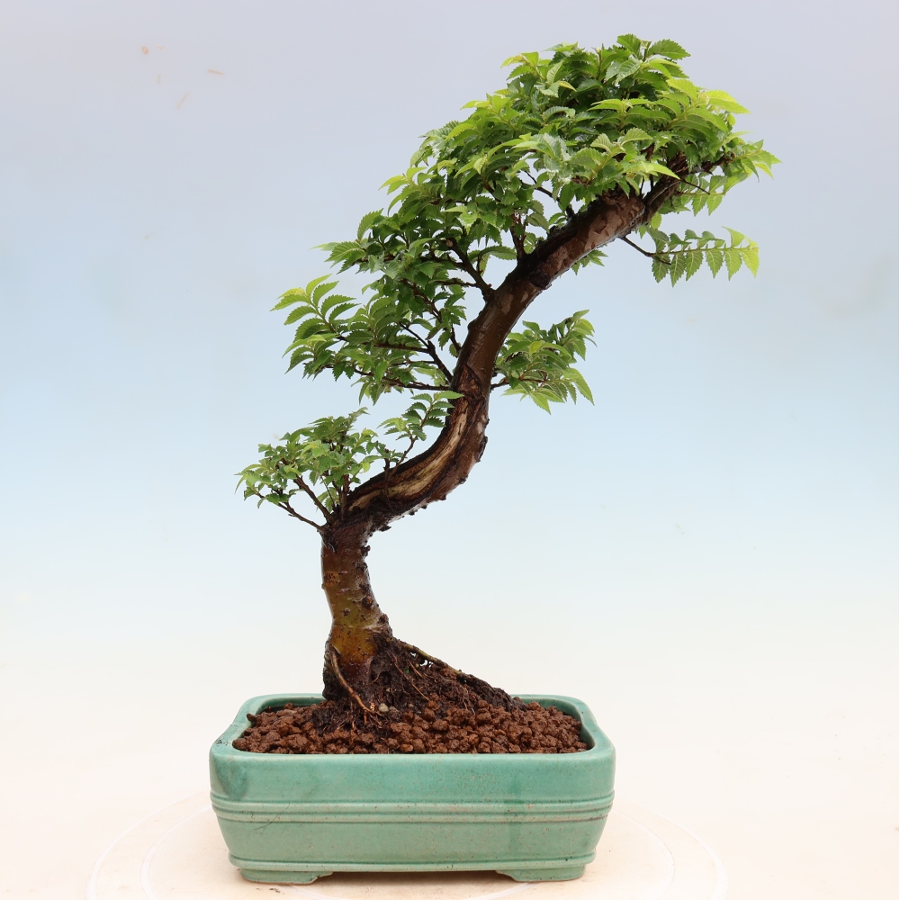 Bonsai ogrodowe – Ulmus Jacqueline Hillier – wiąz piękny
