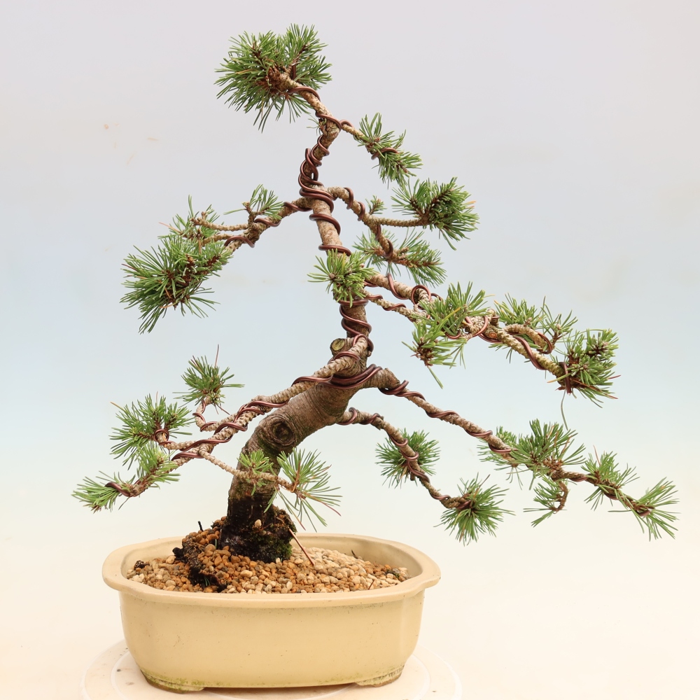 Bonsai ogrodowe – Pinus mugo Humpy – sosna karłowata