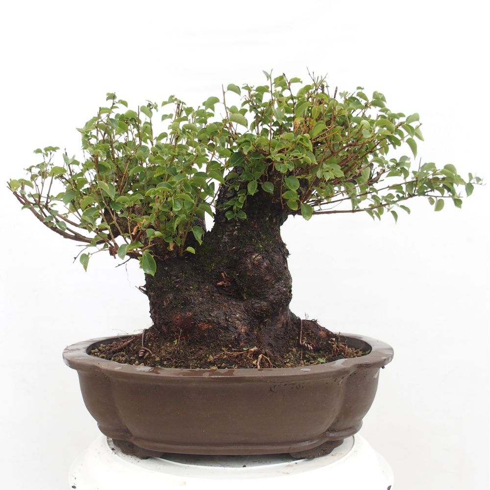 Bonsai na zewnątrz - Mahalebka - Prunus mahaleb