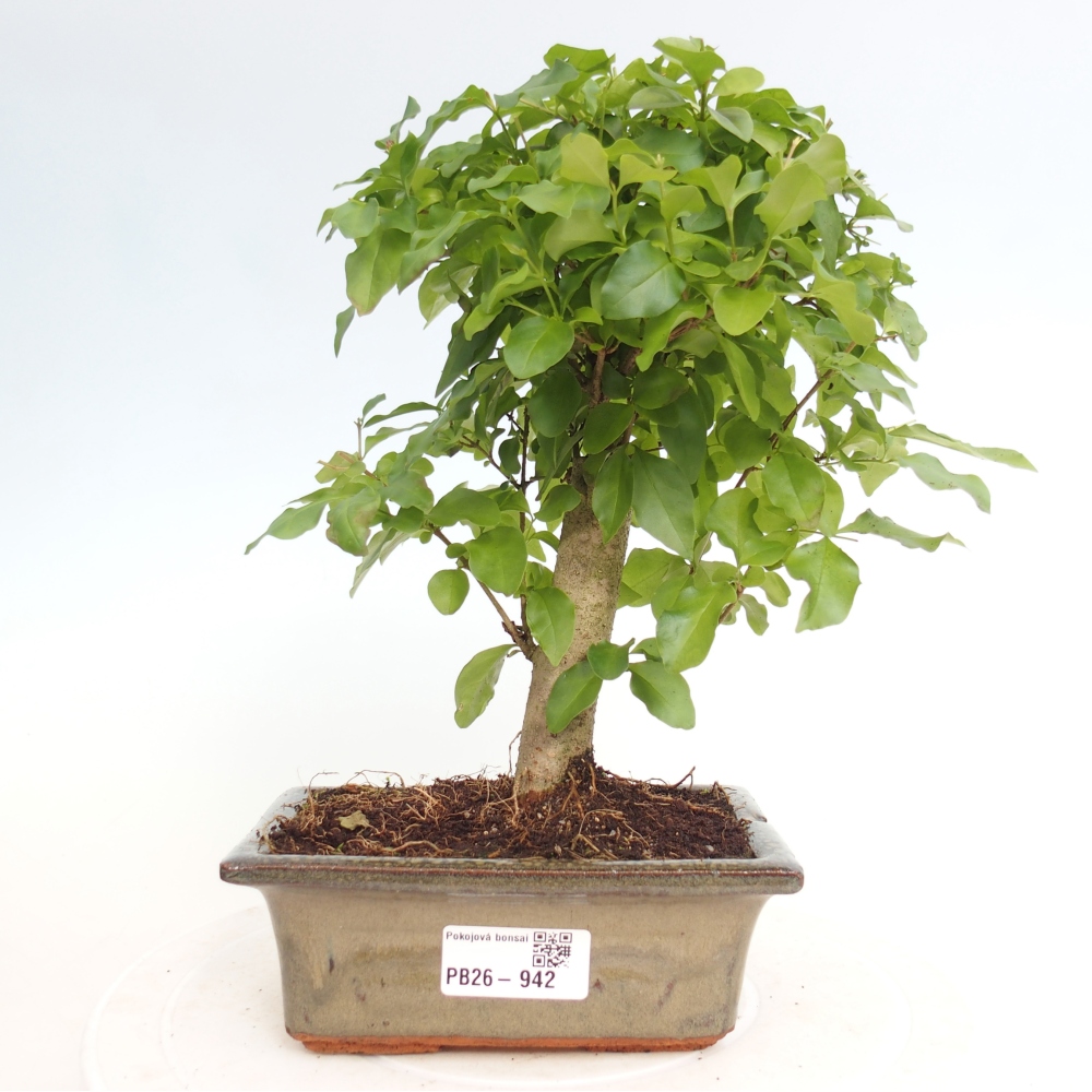 Pokój bonsai - Ligustrum chinensis - Dziób ptaka