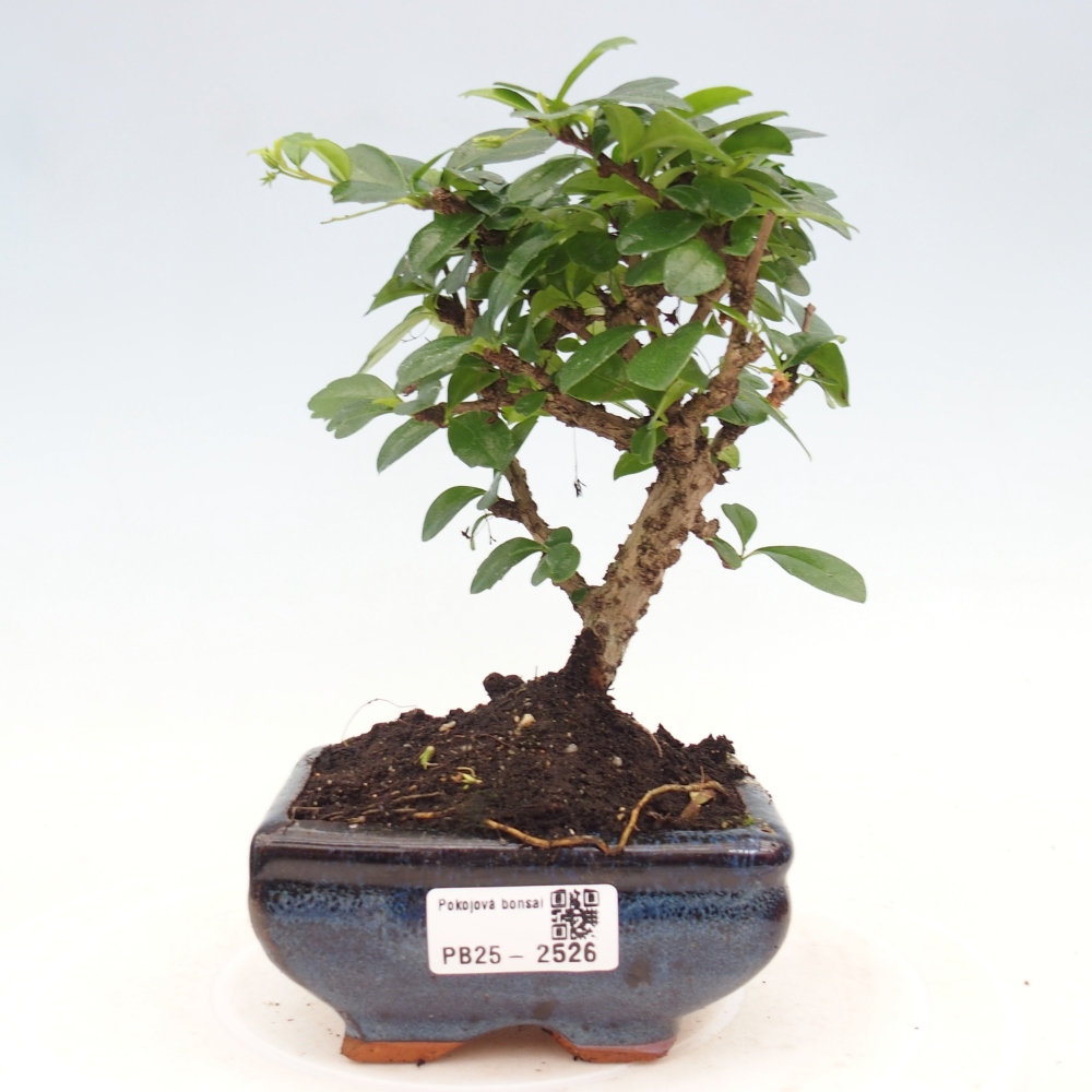 Bonsai wewnętrzne - Carmona makrophylla - Herbata Fuki