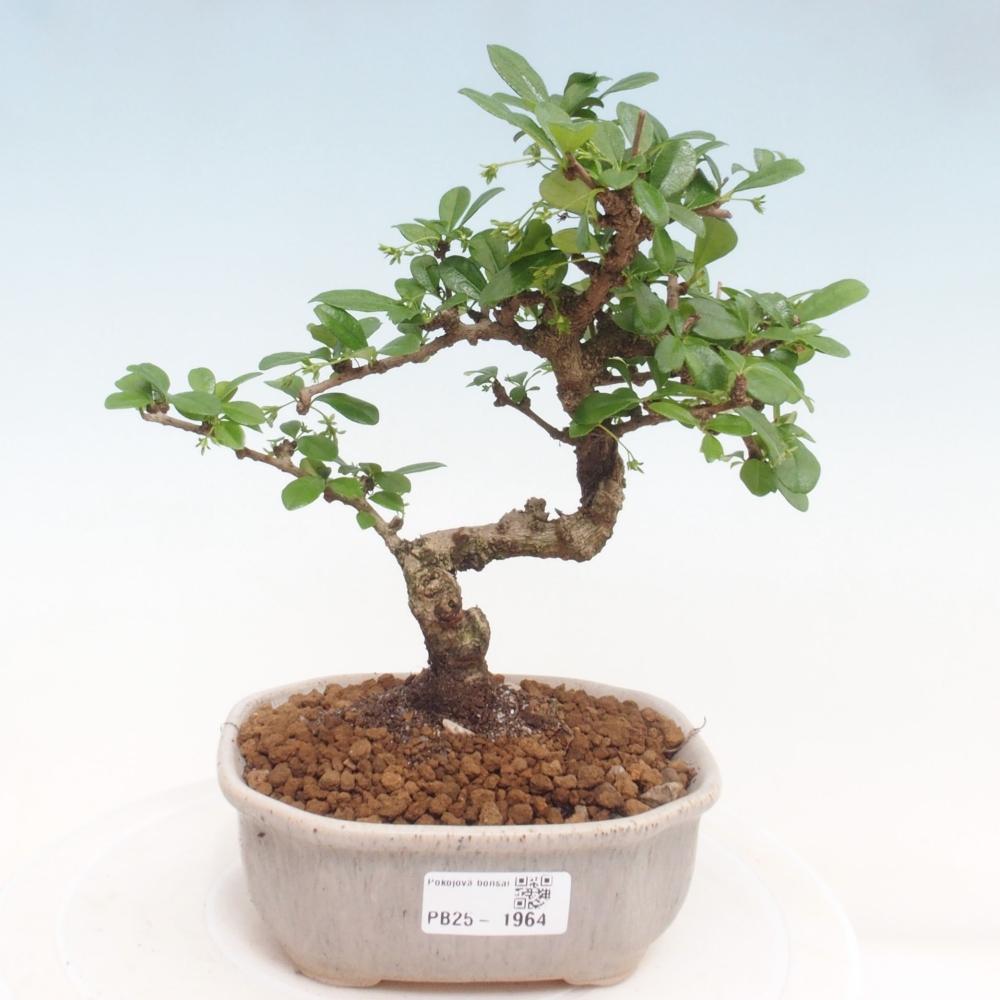 Bonsai wewnętrzne - Carmona makrophylla - Herbata Fuki