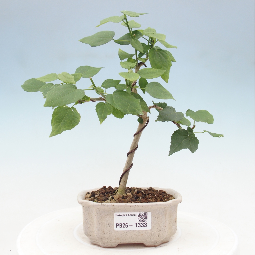 Bonsai domowe - Malvaviscus arboreus