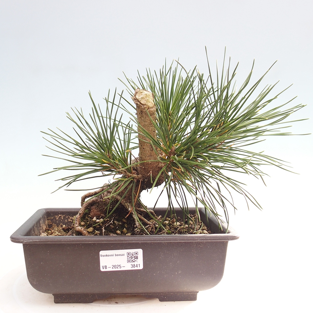 Outdoor bonsai - Pinus thunbergii - sosna Thunberga