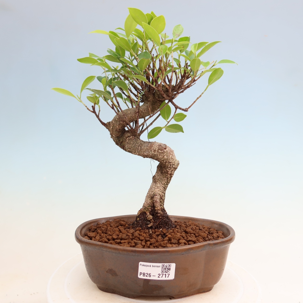 Pokój bonsai - Ficus kimmen - figowiec drobnolistny