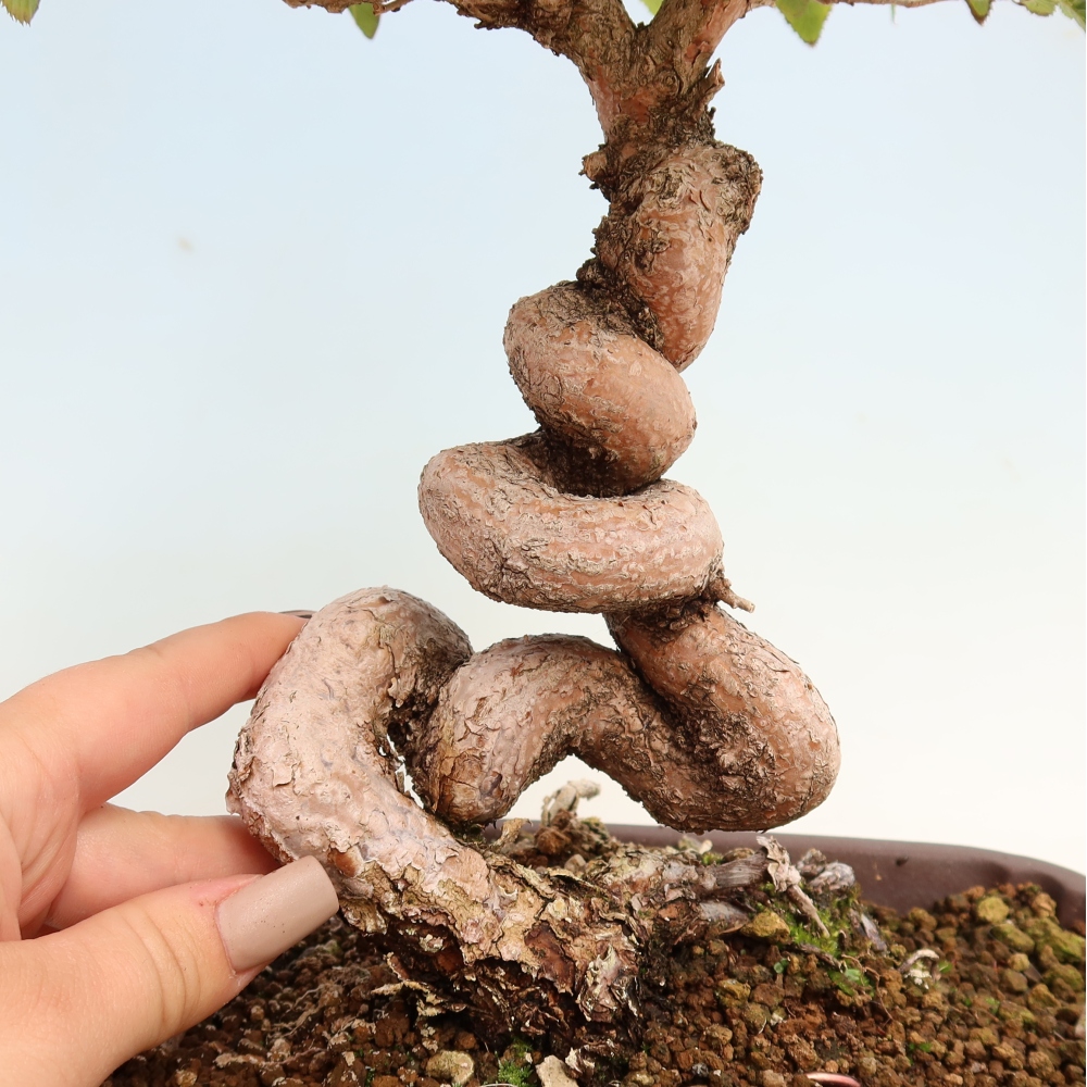 Outdoor bonsai - Carpinus CARPINOIDES - grab koreański