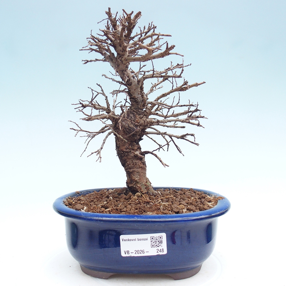 Bonsai zewnętrzne - Zelkova - Zelkova NIRE