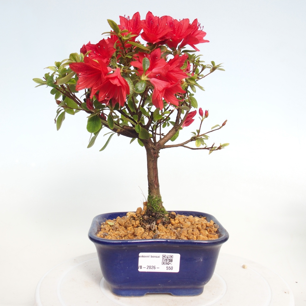 Outdoor bonsai - Azalia japońska - Azalea sp.