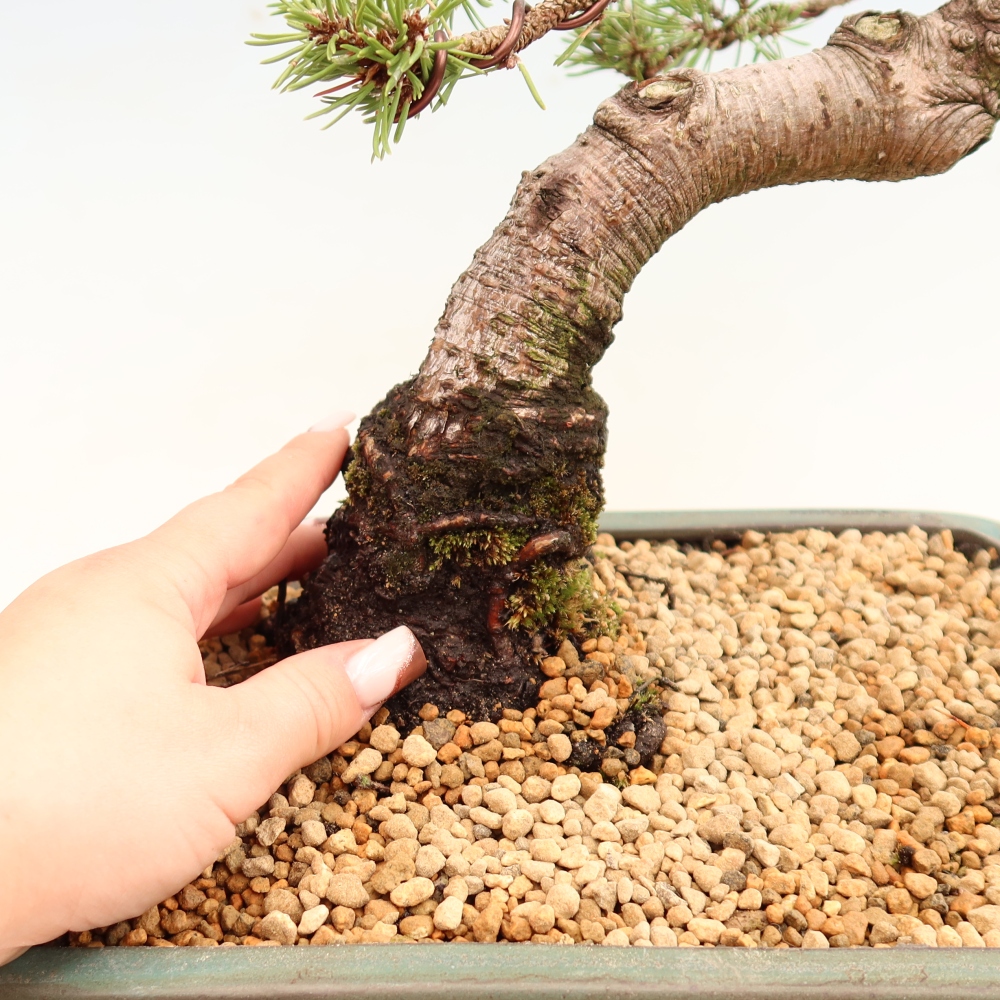Bonsai ogrodowe – Pinus mugo Humpy – sosna karłowata