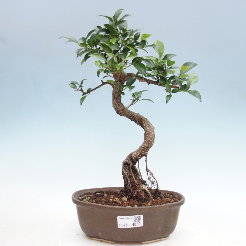 Pokój bonsai - Ficus retusa - figowiec drobnolistny