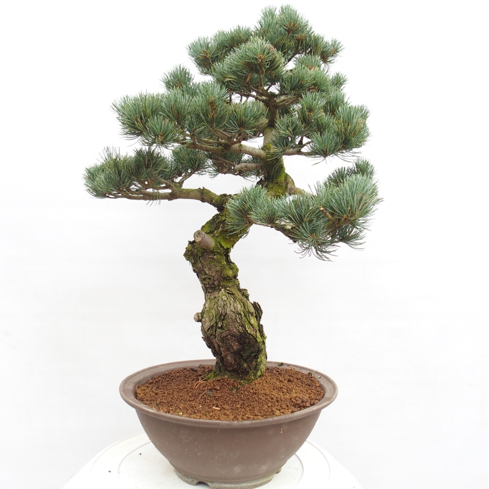 Outdoor bonsai - Pinus parviflora - Mała sosna