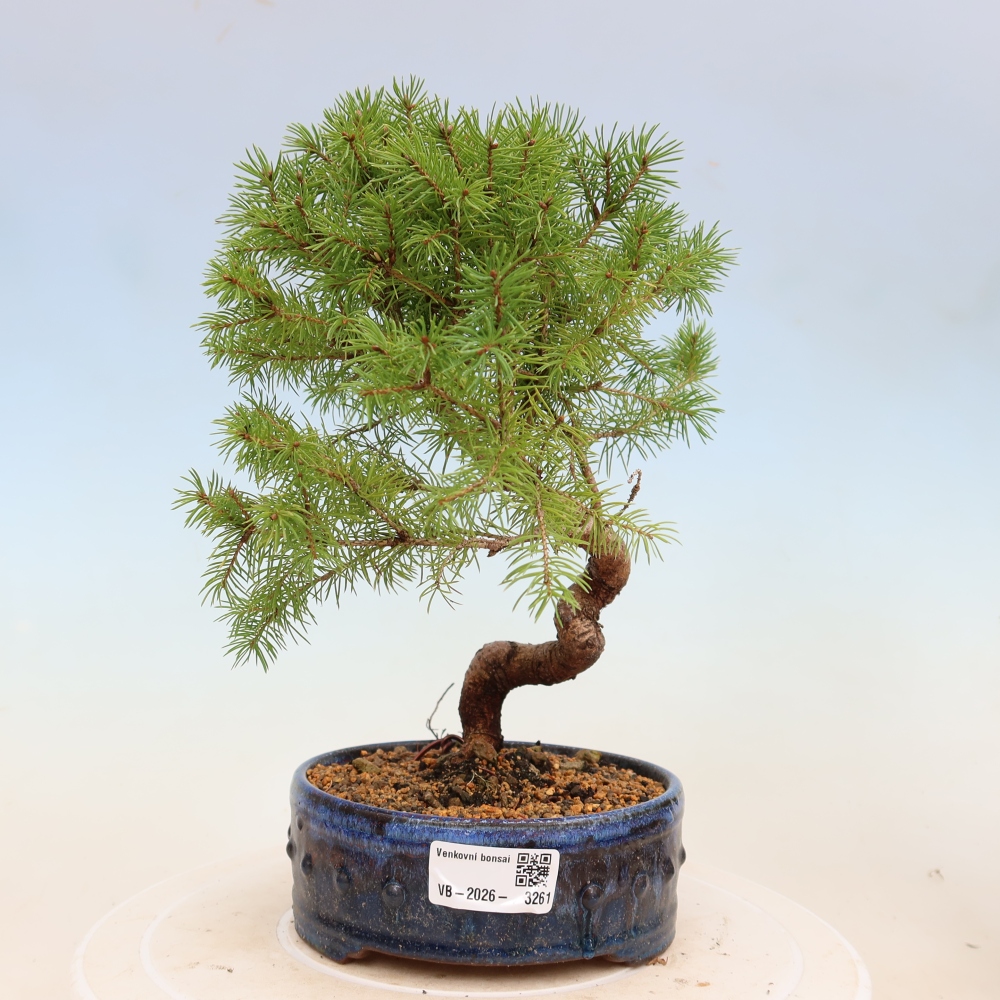 Outdoor bonsai - Świerk pospolity - Picea glauca globe