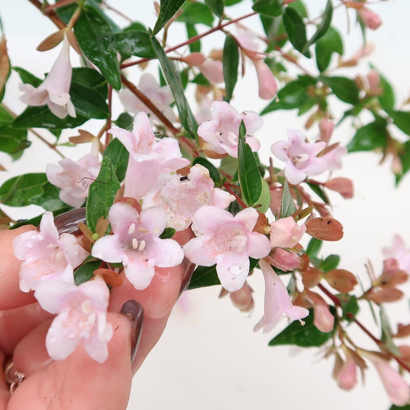 Bonsai zewnętrzne - Abelia Grandiflora - Abelia grandiflora