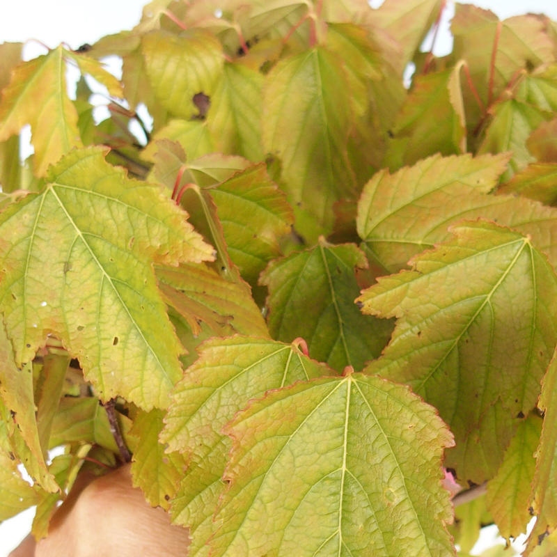 Outdoor bonsai - Acer ginala - Ognisty klon