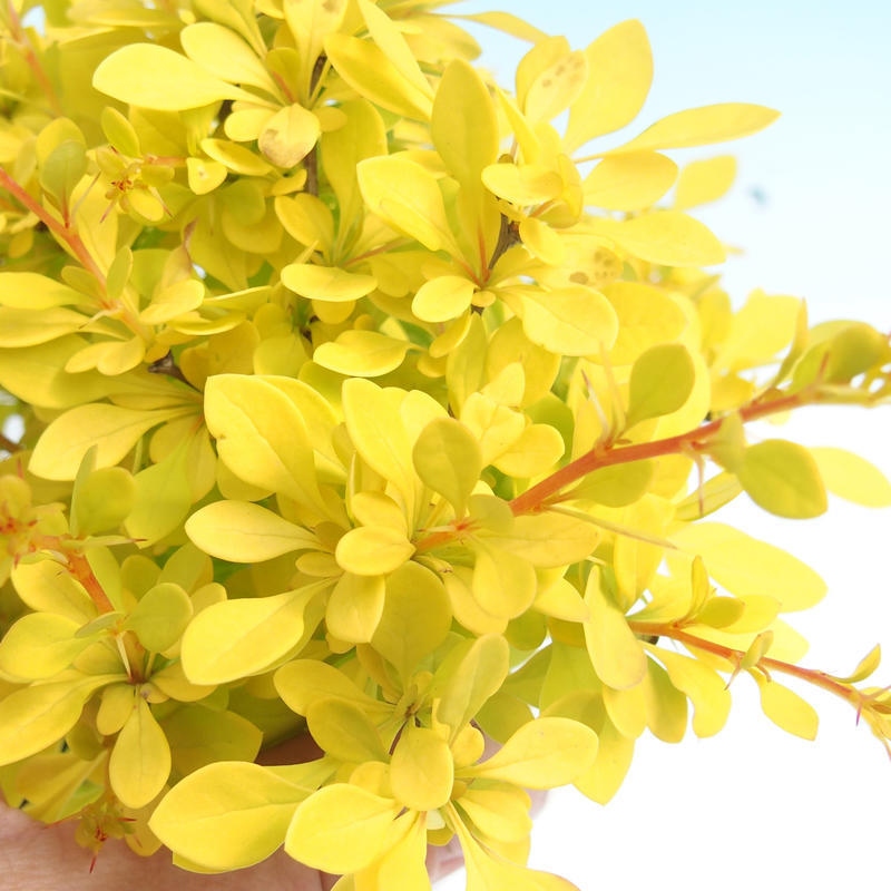 Outdoor bonsai - Berberis thunbergii - Berberys