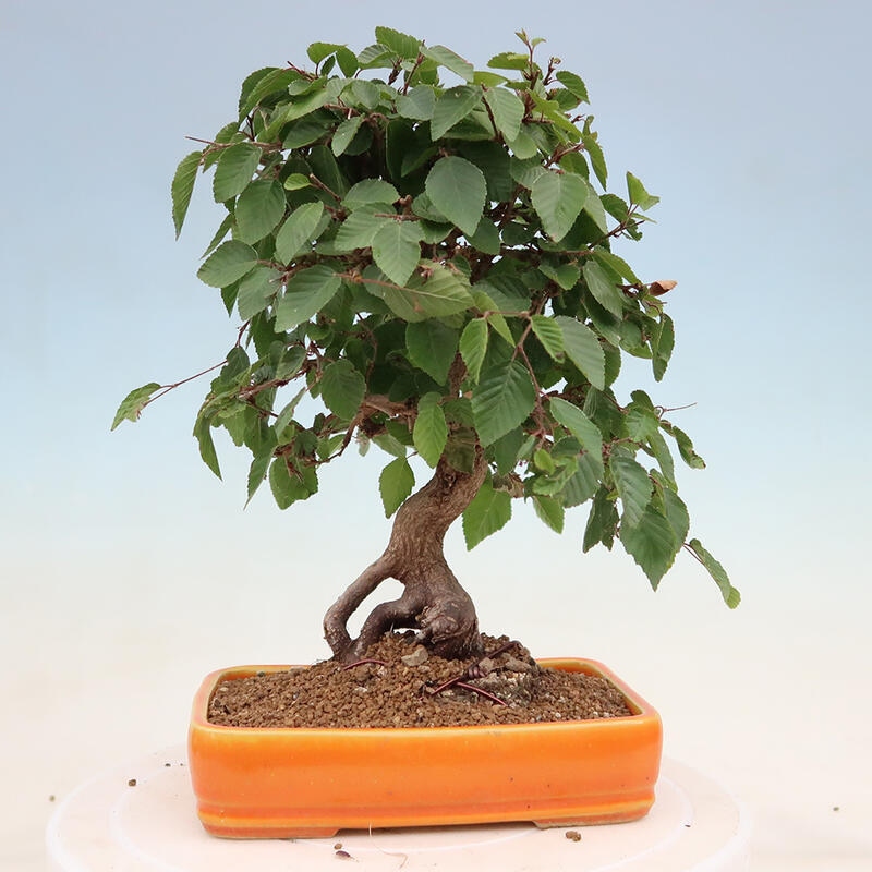 Bonsai plenerowe - Carpinus Coreana - grab koreański