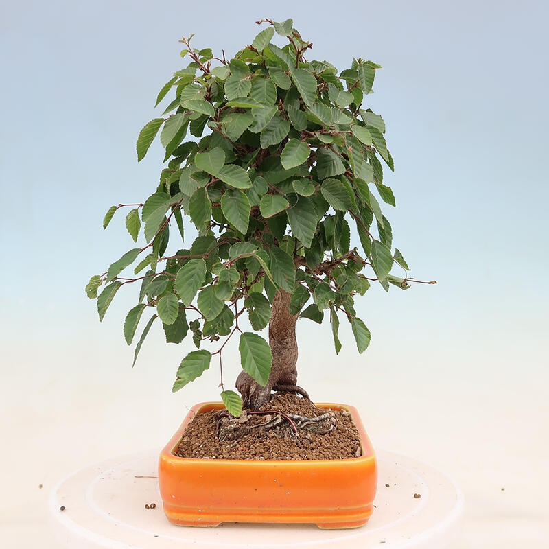 Bonsai plenerowe - Carpinus Coreana - grab koreański