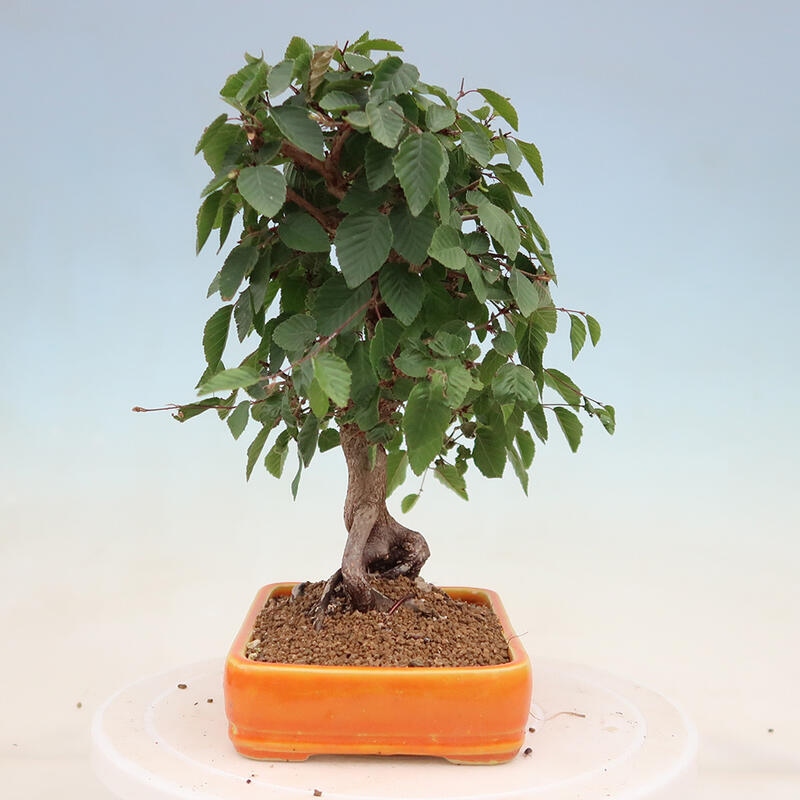 Bonsai plenerowe - Carpinus Coreana - grab koreański