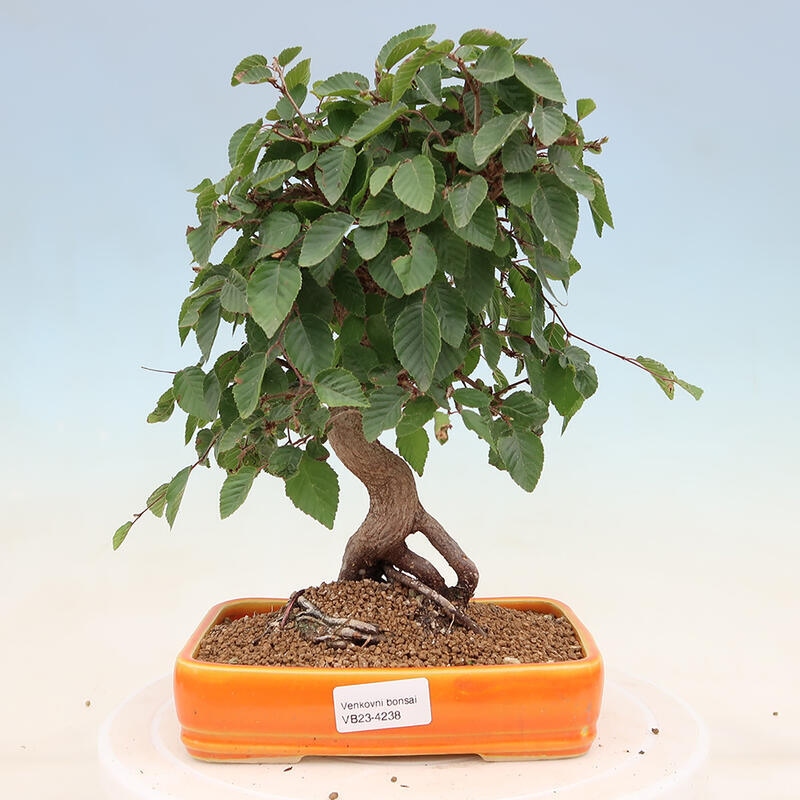 Bonsai plenerowe - Carpinus Coreana - grab koreański