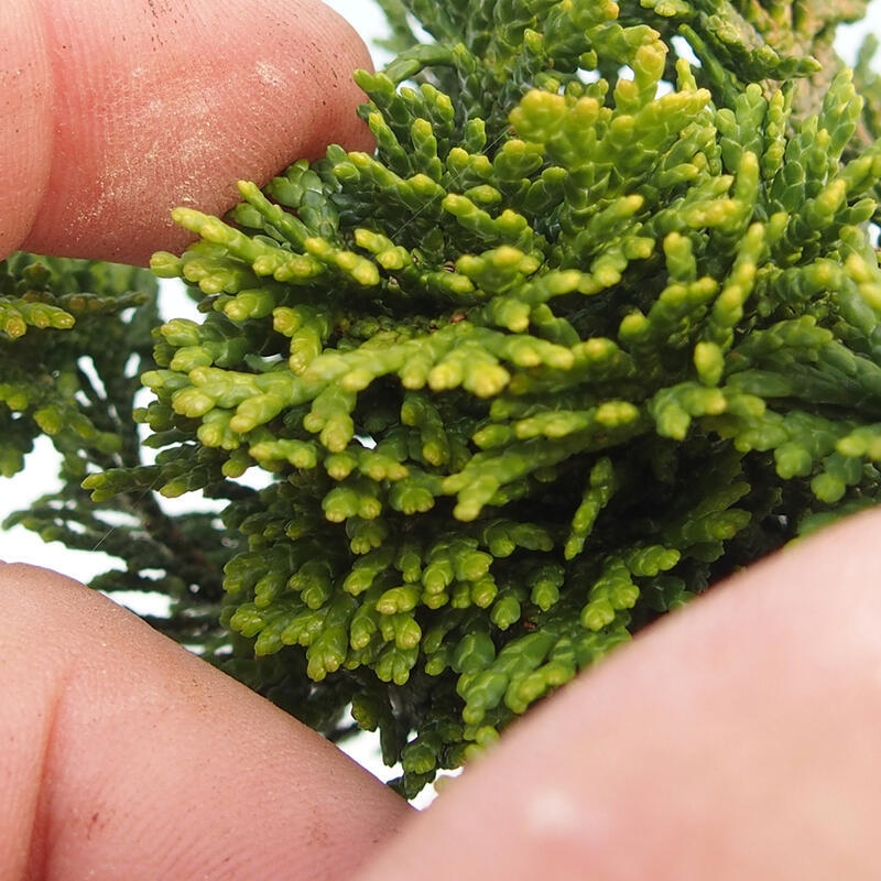 Bonsai na zewnątrz - Cham.pis obtusa Nana Gracilis - Cyprys