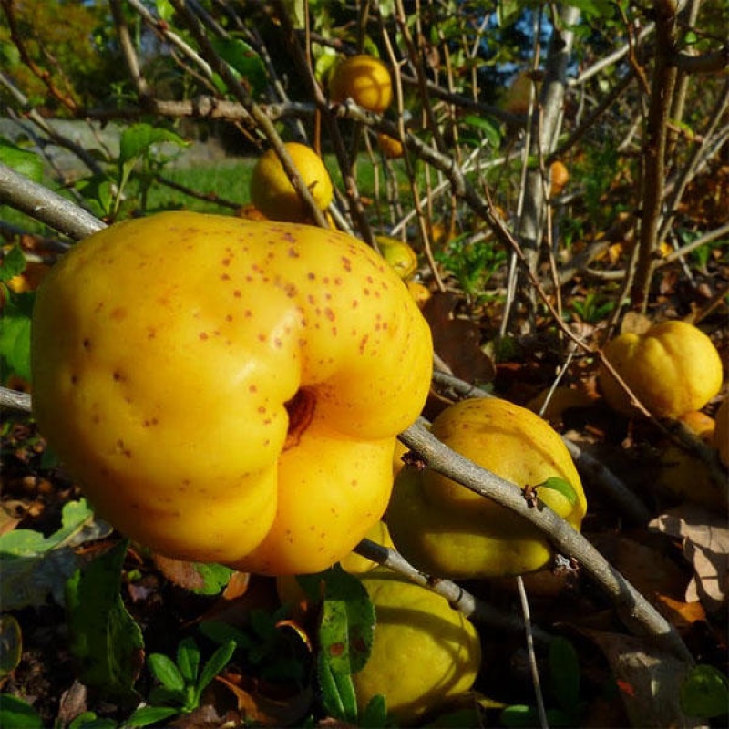 Bonsai zewnętrzne - Chaneomeles s. Red Joy - Pigwa