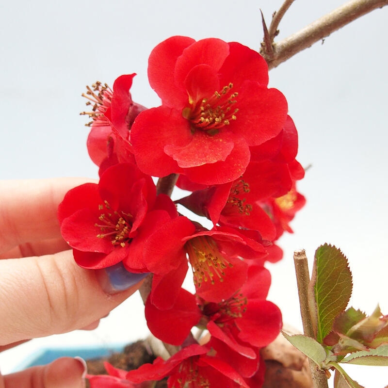 Outdoor bonsai - Chaneomeles sup. Nicoline - Pigwa
