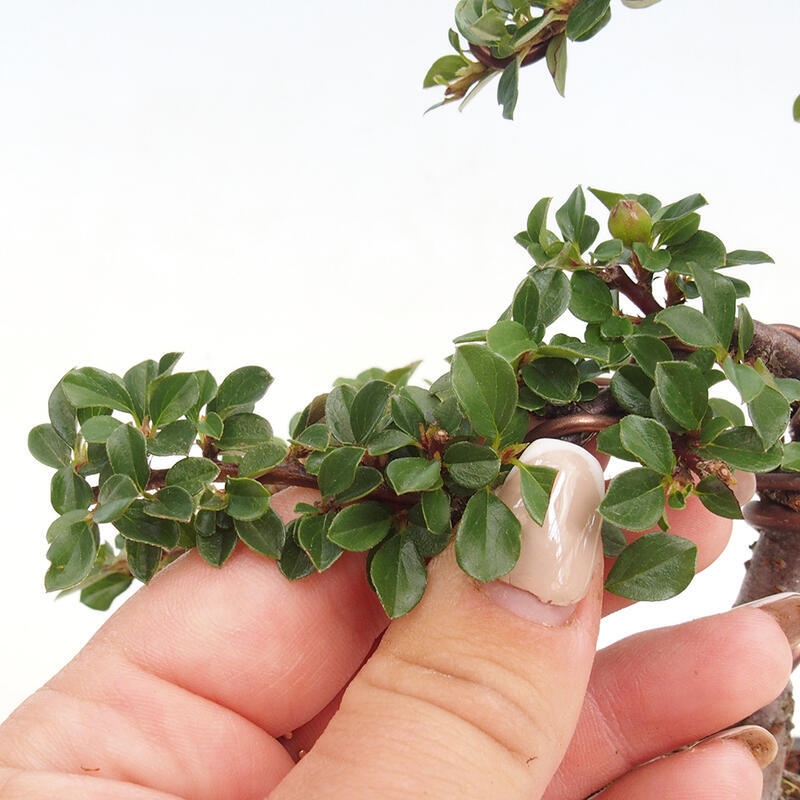 Odkryty bonsai-Cotoneaster poziomy - Skała