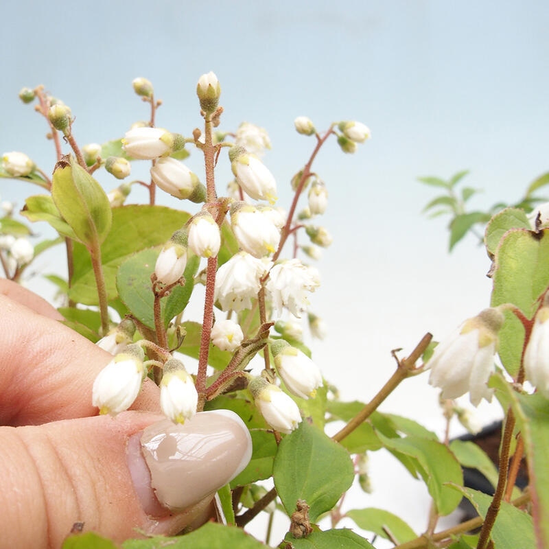 Bonsai zewnętrzne - Deutzia scabra Candidissima - Trojpuk