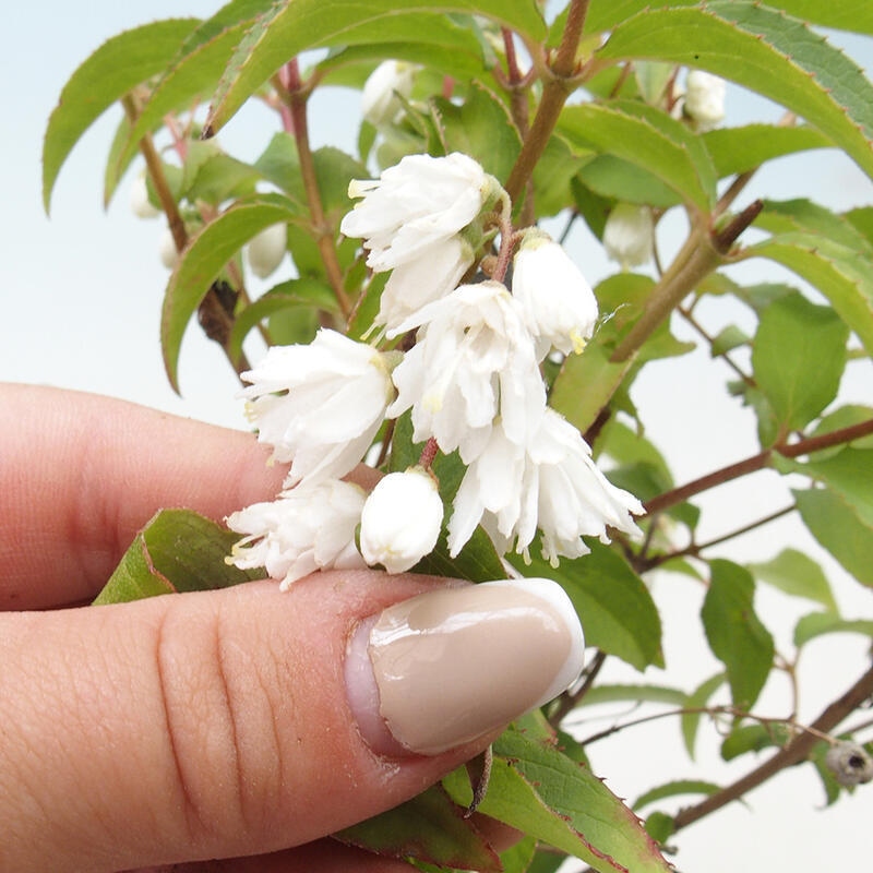 Bonsai zewnętrzne - Deutzia scabra Candidissima - Trojpuk