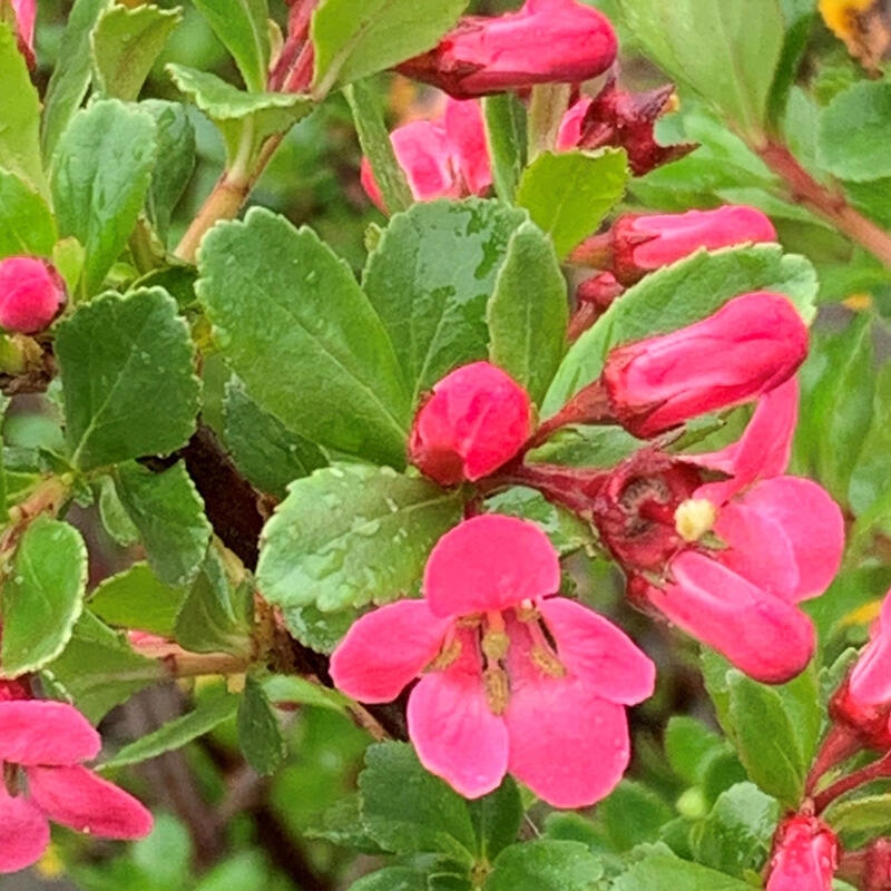 Bonsai zewnętrzne - Escallonia „Dart's Rosy Red” - Urojenie