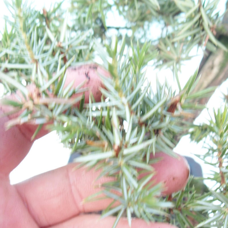 Outdoor bonsai - Juniper rigida - Juniperus rigida