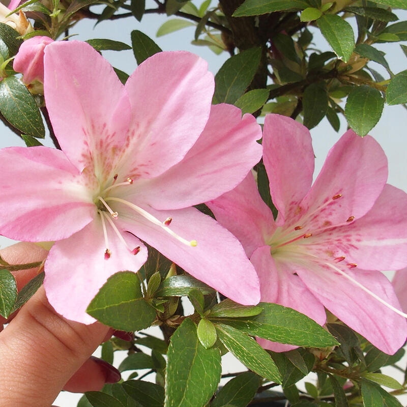 Outdoor bonsai - Azalia japońska - Azalia Nasuno
