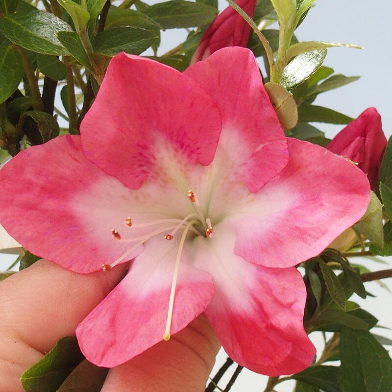 Bonsai zewnętrzne - Azalia japońska - Azalia Rin