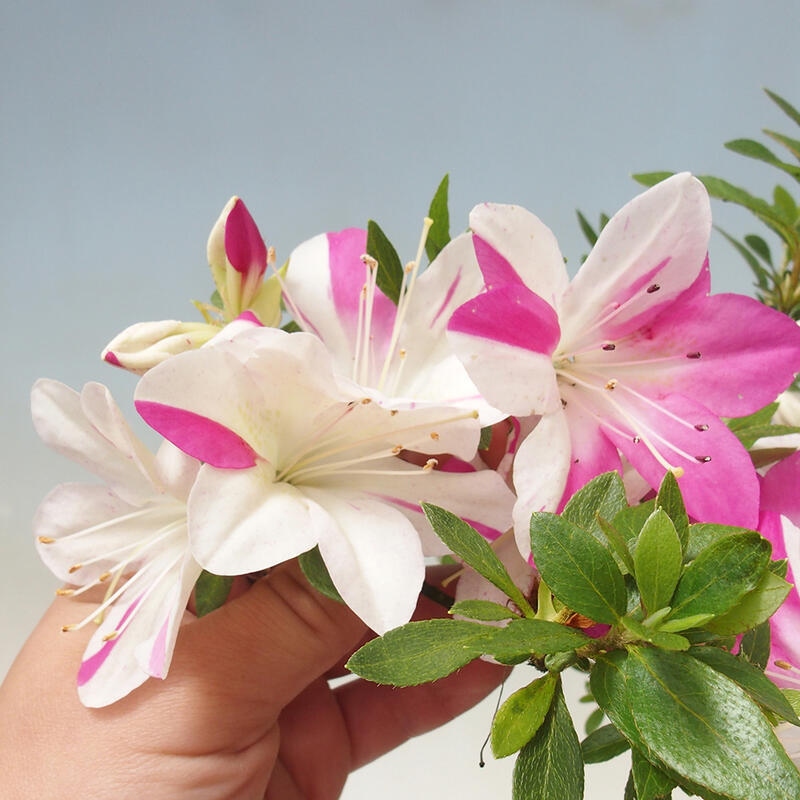 Bonsai zewnętrzne - Azalia japońska - Azalia Hand