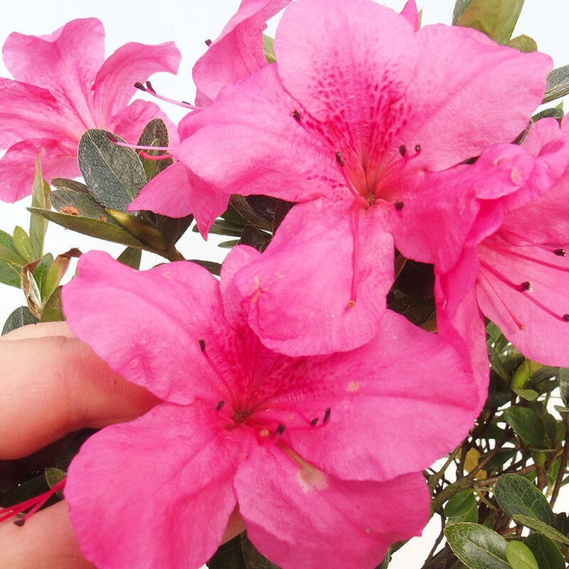 Bonsai zewnętrzne - Azalia japońska - Azalea sp.