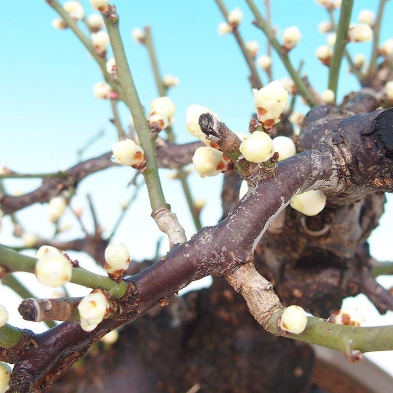 Bonsai ogrodowe – japońska śliwka – Prunus Mume