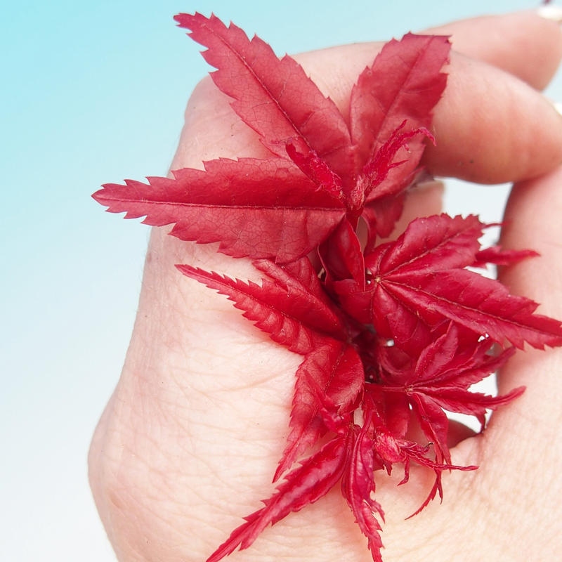 Outdoor bonsai - Acer palmatum DESHOJO