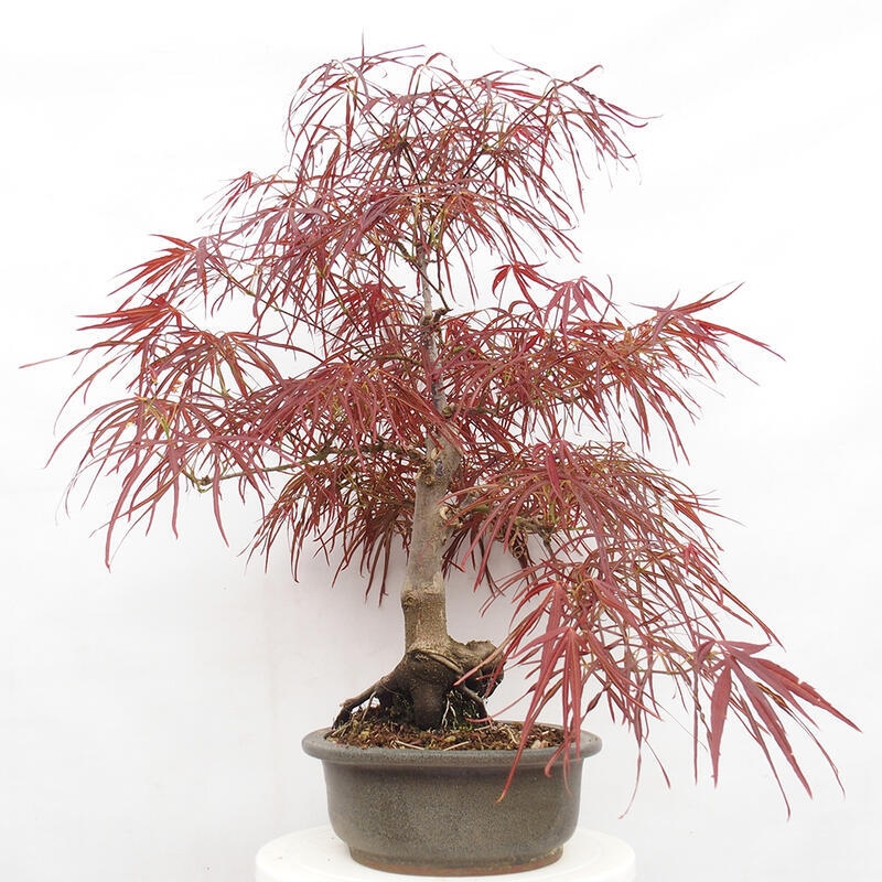 Bonsai zewnętrzne - Acer palmatum RED PYGMY