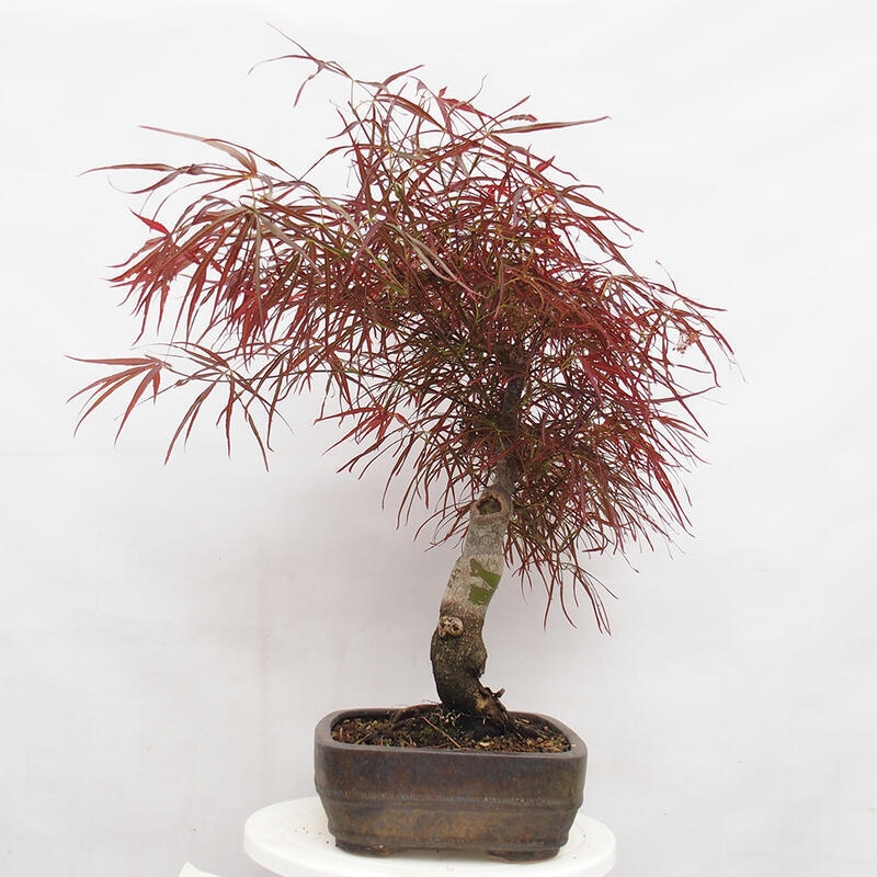 Bonsai zewnętrzne - Acer palmatum RED PYGMY