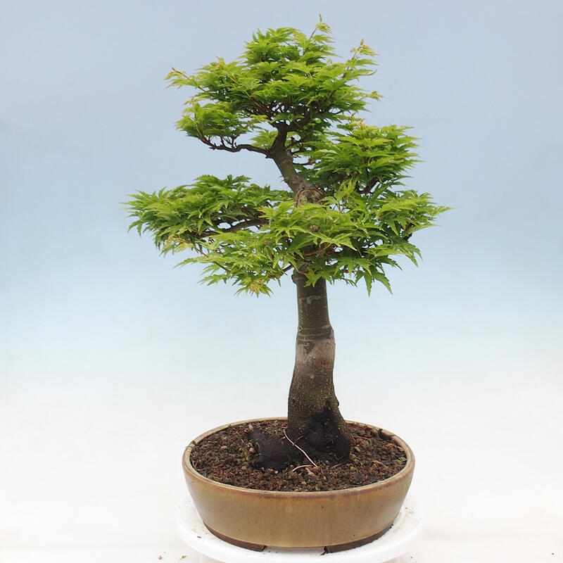 Outdoor bonsai - Acer palmatum Shishigashira