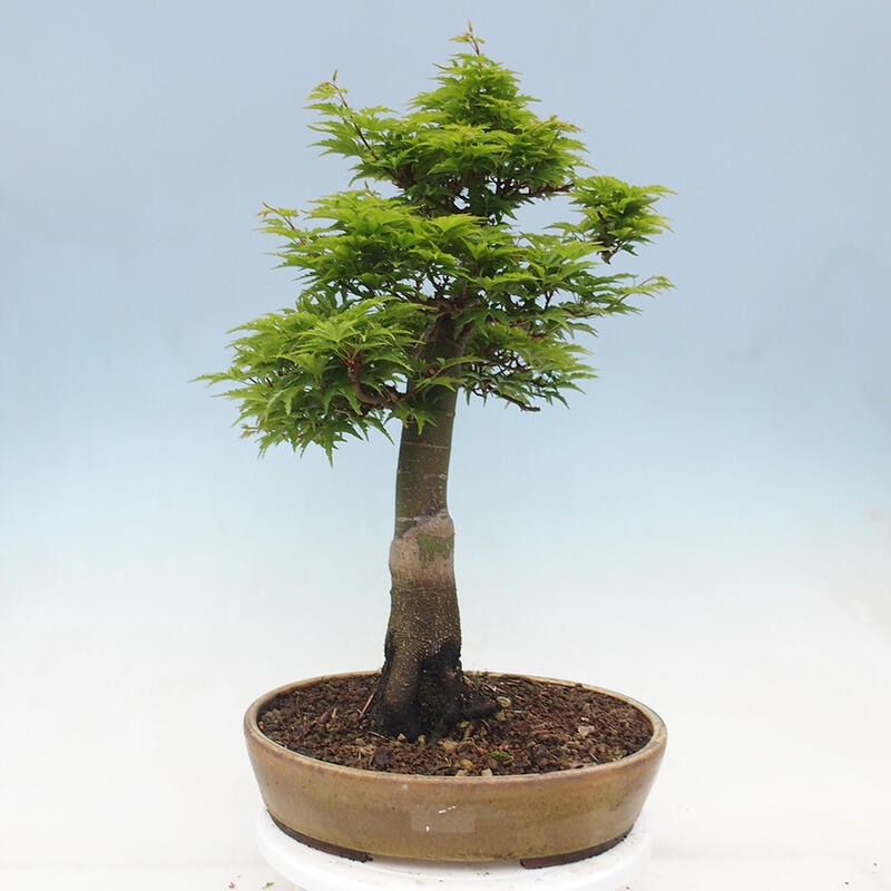 Outdoor bonsai - Acer palmatum Shishigashira