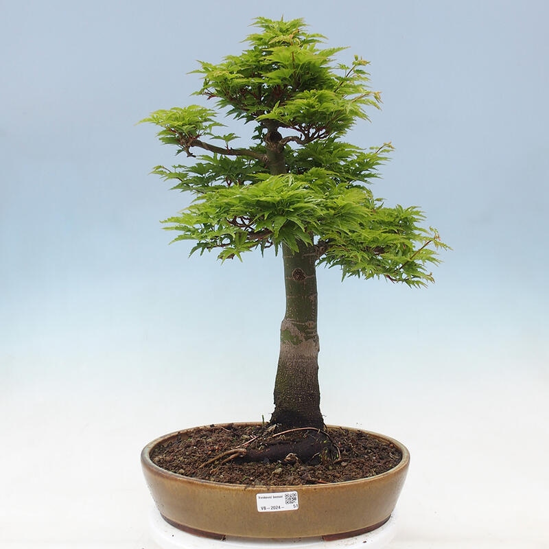 Outdoor bonsai - Acer palmatum Shishigashira